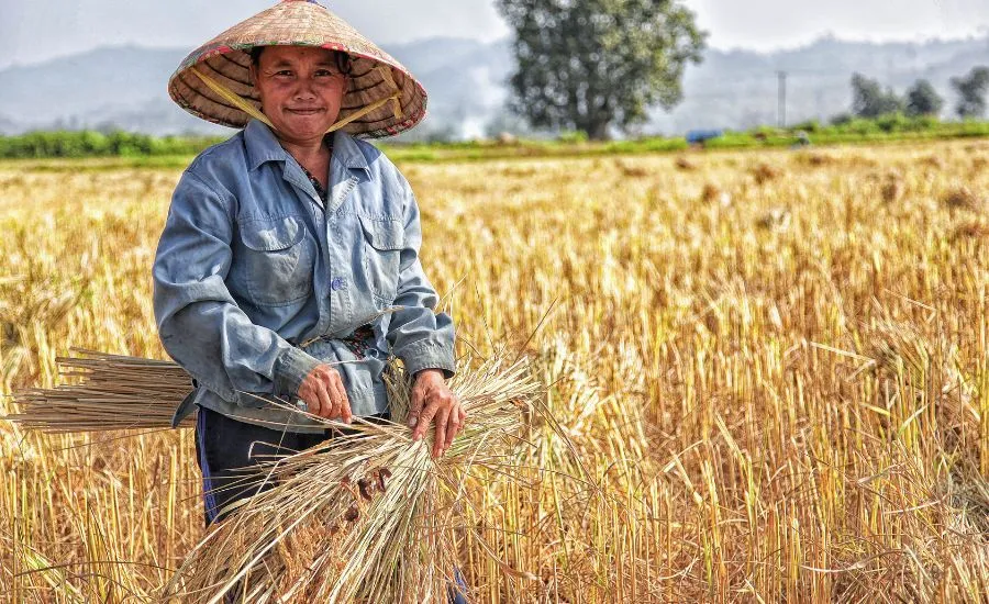 A farmer holding a newly harvested wheat while looking at the camera wearing a hat