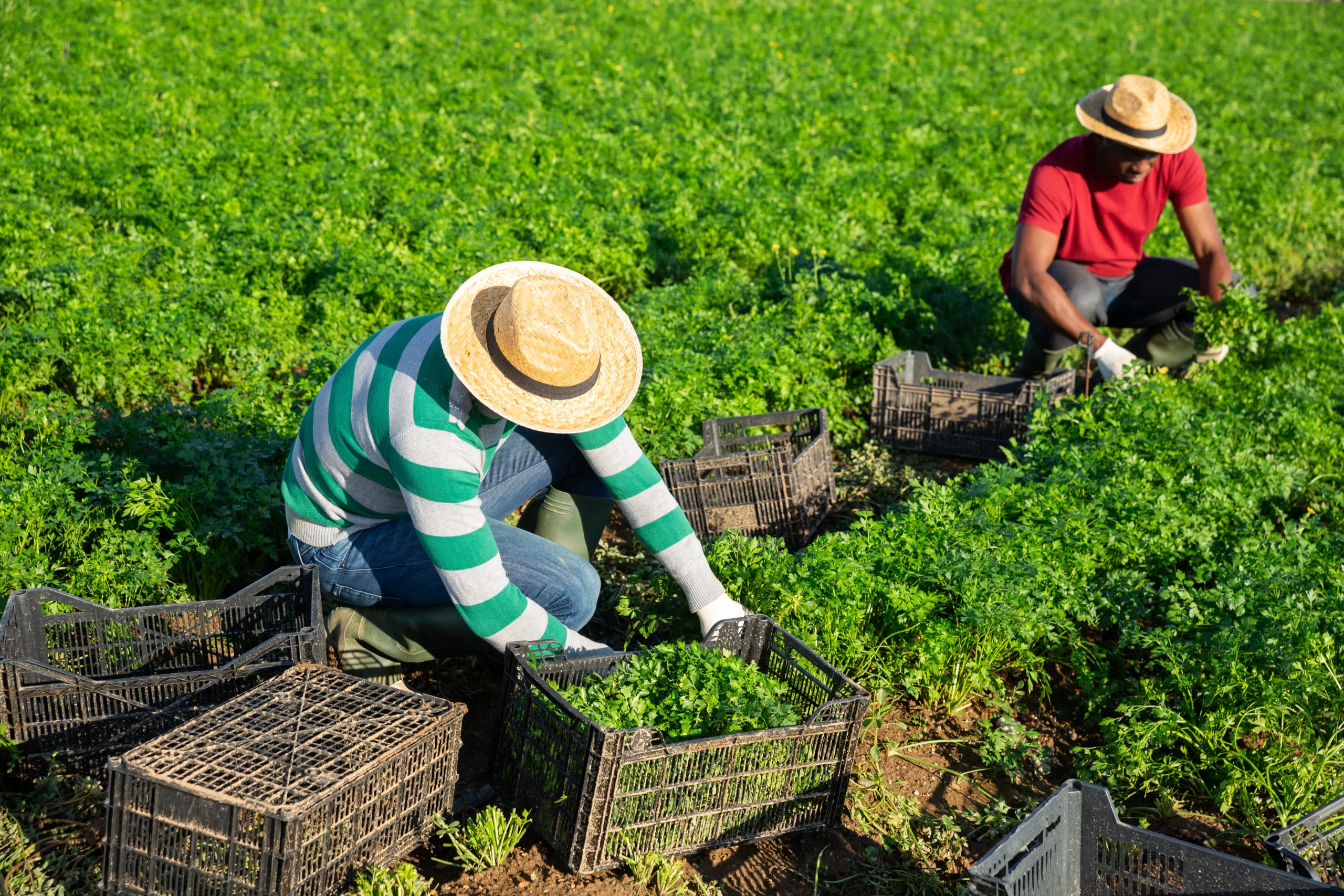 Agriculture and Agri-food 3 challenge 1 scaled